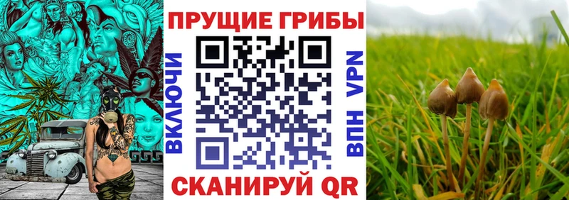 Псилоцибиновые грибы GOLDEN TEACHER  Шимановск 